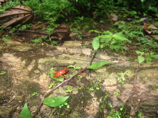Grenouille des fraises (Dendrobates pumilio) Costa Rica
